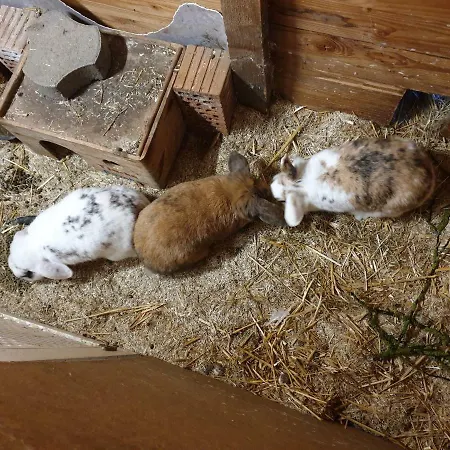 Daire Ferienwohnung Zur Wahr 5 Schmallenberg